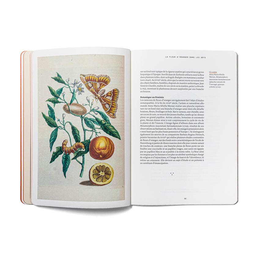 La Fleur d'oranger en parfumerie