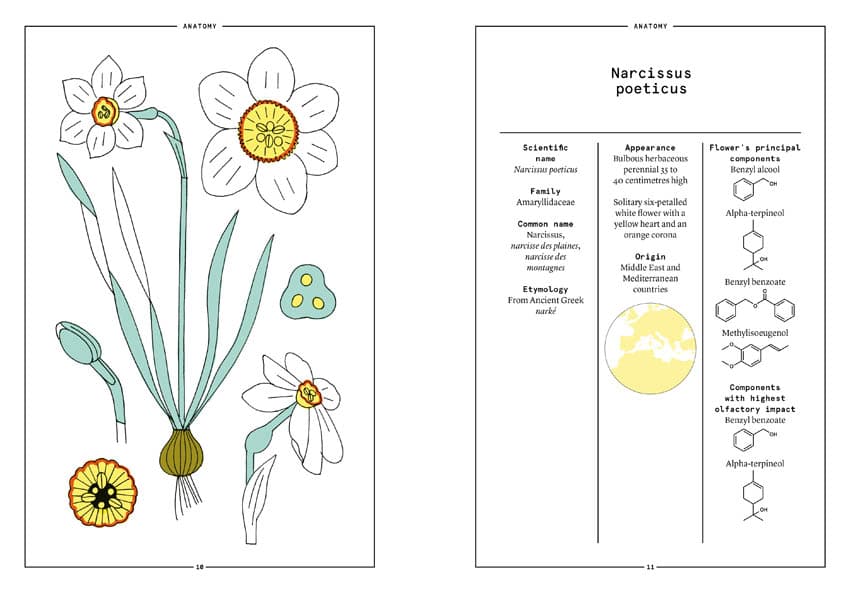 The Narcissus in perfumery - Collective – Image 2
