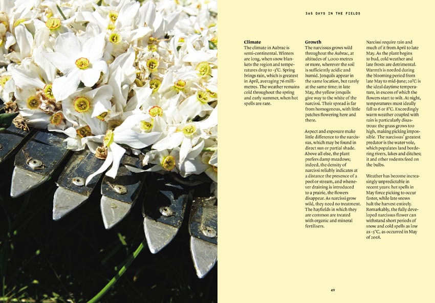 The Narcissus in perfumery - Collective – Image 5