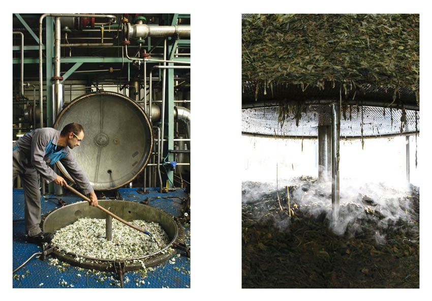 The Narcissus in perfumery - Collective – Image 7