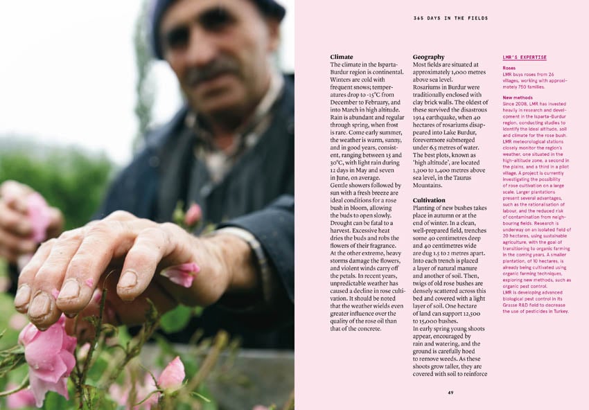 Damask Rose in Perfumery - Collective – Image 5
